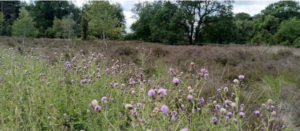 Online bijeenkomst kansen investeringen in natuur @ online via MS Teams